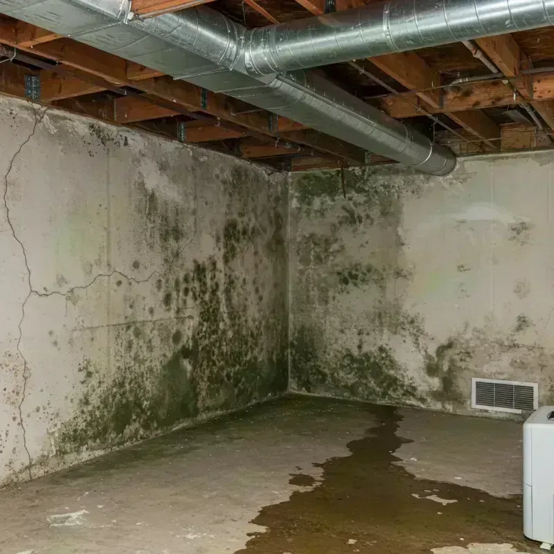 Professional Mold Removal in Burnet County, TX